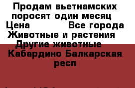 Продам вьетнамских поросят,один месяц › Цена ­ 3 000 - Все города Животные и растения » Другие животные   . Кабардино-Балкарская респ.